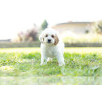 Small #2 Cockapoo