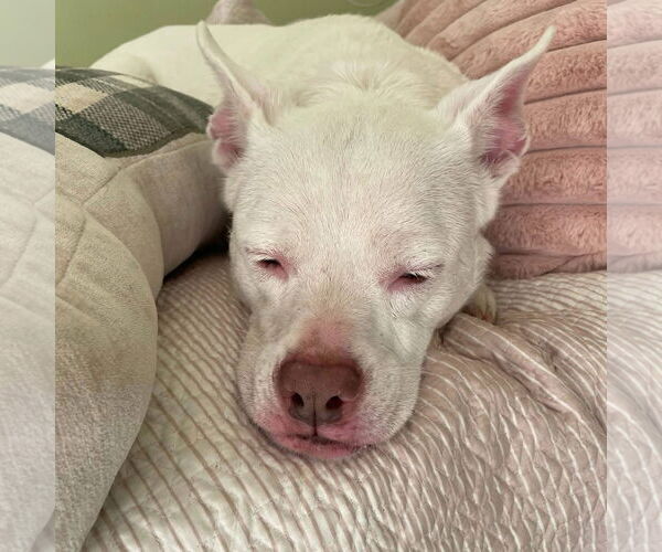 Medium Photo #1 Bull Terrier-Pembroke Welsh Corgi Mix Puppy For Sale in Middlesex, VT, USA