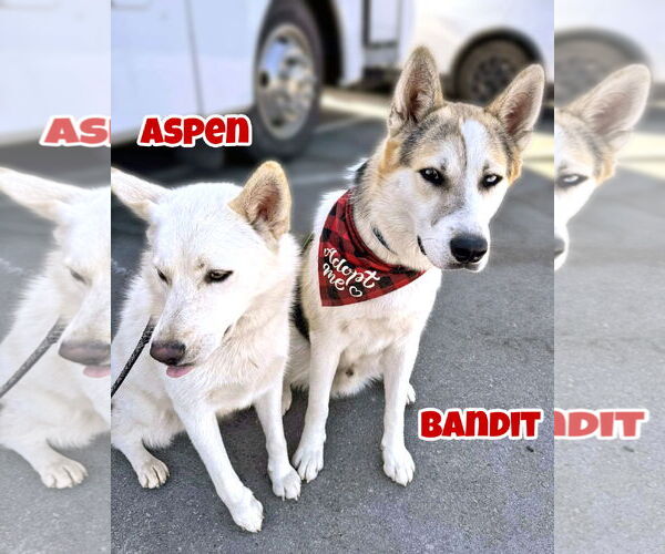 Medium Photo #9 Siberian Husky-Unknown Mix Puppy For Sale in Corona, CA, USA