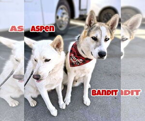 Bandit - Male Siberian Husky-Unknown Mix Dog for Adoption - Photo #9