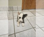 Small Photo #24 Pembroke Welsh Corgi Puppy For Sale in MILTON, WI, USA