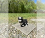 Small Photo #26 Pomsky Puppy For Sale in DRACUT, MA, USA
