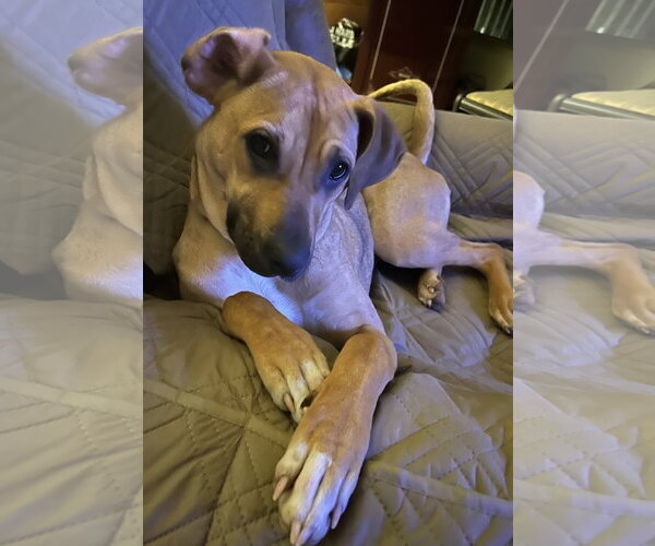 Medium Photo #7 Black Mouth Cur Puppy For Sale in Lexington, SC, USA
