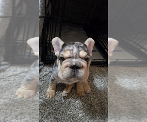 French Bulldog Puppy for sale in PHOENIX, AZ, USA