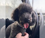 Small #5 Bichon Frise Mix