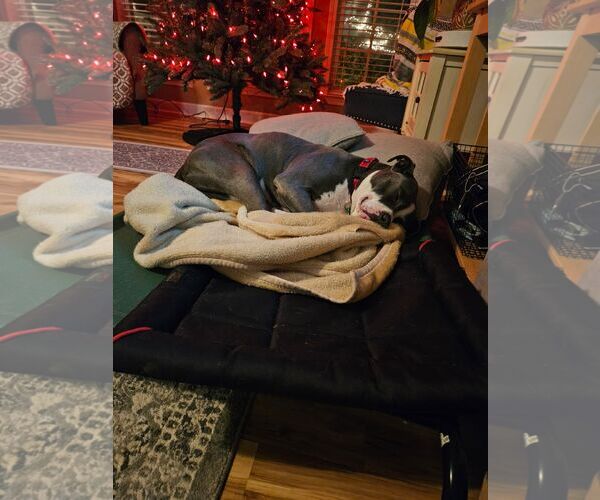 Medium Photo #8 American Staffordshire Terrier Puppy For Sale in Caribou, ME, USA