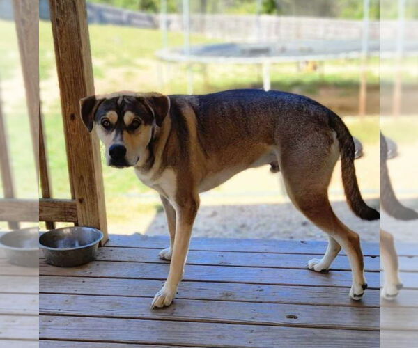 Medium Photo #12 German Shepherd Dog-Huskies  Mix Puppy For Sale in Aurora, IN, USA