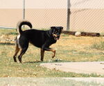 Small #1 Rottweiler Mix