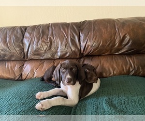 German Shorthaired Pointer Puppy for sale in SCOTTSDALE, AZ, USA