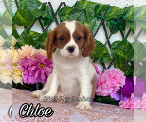 Cavalier King Charles Spaniel Puppy for sale in MIAMI, FL, USA