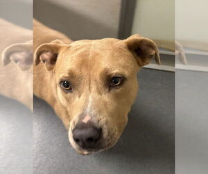 American Pit Bull Terrier Dogs for adoption in Glen Allen, VA, USA