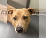 Small American Pit Bull Terrier