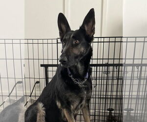 German Shepherd Dog Dogs for adoption in Cliffwood, NJ, USA