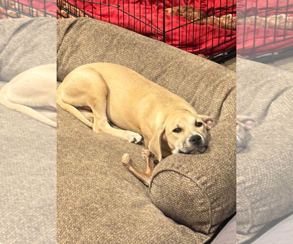 Medium Photo #4 Mutt Puppy For Sale in MECHANICSBURG, PA, USA