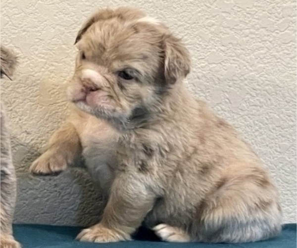 Medium Photo #2 English Bulldog Puppy For Sale in SAVANNAH, GA, USA