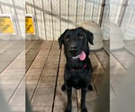 Small Photo #2 Mutt Puppy For Sale in Stover, MO, USA