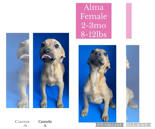 Medium Photo #4 Chihuahua-Unknown Mix Puppy For Sale in Virginia Beach, VA, USA