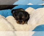 Small Photo #30 Yorkshire Terrier Puppy For Sale in ORLANDO, FL, USA