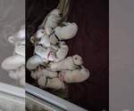 Small Photo #1 Labrador Retriever Puppy For Sale in MEDFORD, OR, USA