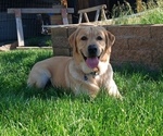 Small Photo #1 Labrador Retriever Puppy For Sale in TERREBONNE, OR, USA