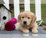 Small Photo #3 Golden Retriever Puppy For Sale in HOLMESVILLE, OH, USA