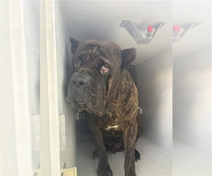 Mutt Dogs for adoption in Houston, TX, USA