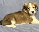 Small #5 Great Bernese