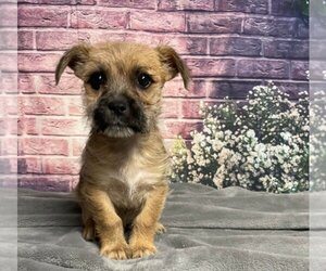 Border Terrier-Unknown Mix Dogs for adoption in Lakewood, CO, USA