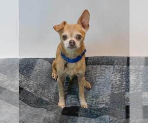 Ripley - Male Chihuahua Dog for Adoption - Photo #3