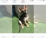 Small Photo #6 German Shepherd Dog Puppy For Sale in DOUGLASVILLE, GA, USA