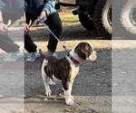 Small Photo #5 American Bulldog Puppy For Sale in HUDSON, NY, USA
