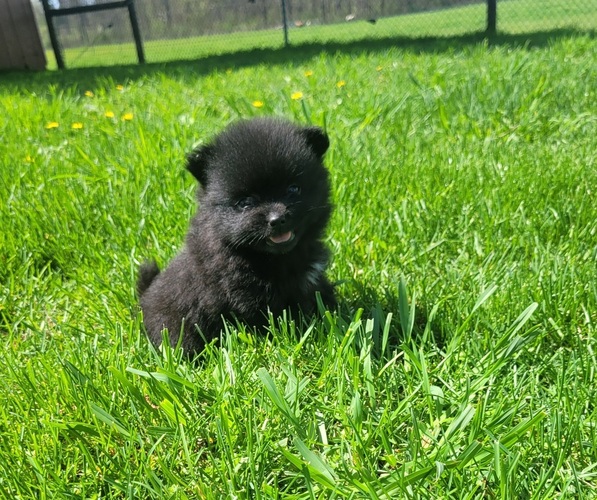 Medium Photo #3 Pomeranian Puppy For Sale in ORRVILLE, OH, USA