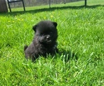 Small #2 Pomeranian