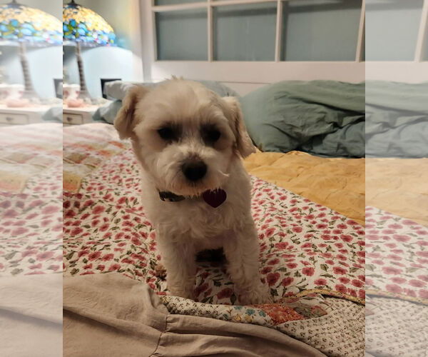 Medium Photo #2 Mutt Puppy For Sale in San Bernardino , CA, USA