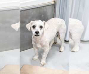 Fraizer Kern #0551 - Male Poodle (Miniature) Dog for Adoption - Photo #3