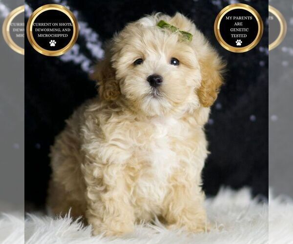 Medium Photo #6 Maltipoo Puppy For Sale in WARSAW, IN, USA