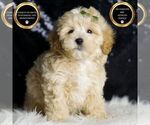 Small #5 Maltipoo