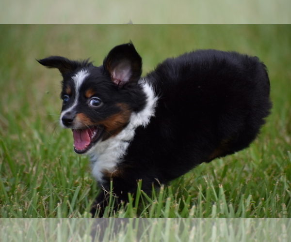 Medium Photo #6 Miniature Australian Shepherd Puppy For Sale in PALM COAST, FL, USA