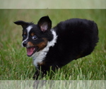 Small #5 Miniature Australian Shepherd