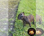 Puppy 6 French Bulldog