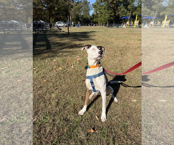 Medium Photo #10 Catahoula Leopard Dog-Unknown Mix Puppy For Sale in Oakhurst, NJ, USA