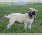 Arlin - Male Pug Puppy for Sale - Photo #4