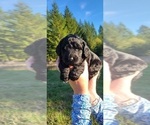 Small Photo #2 Aussiedoodle Puppy For Sale in YACOLT, WA, USA