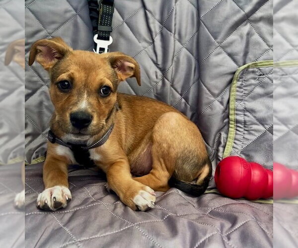 Medium Photo #3 American Staffordshire Terrier-German Shepherd Dog Mix Puppy For Sale in San Juan Capistrano, CA, USA