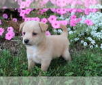 Small Photo #3 Poo-Shi Puppy For Sale in SHILOH, OH, USA