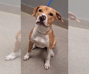 Boxer-Unknown Mix Dogs for adoption in Las Vegas, NV, USA