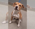 Small Boxer Mix