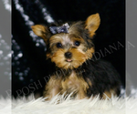 Small #5 Yorkshire Terrier