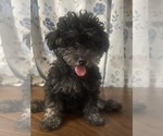 Small #14 Poodle (Miniature)
