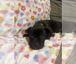 Small #8 German Shepherd Dog-Staffordshire Bull Terrier Mix